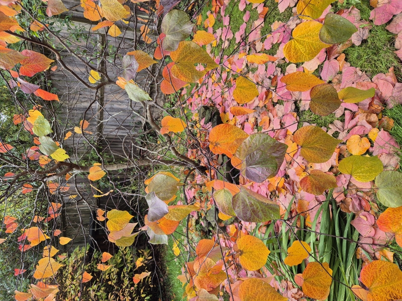 Black Shed Studios Garden